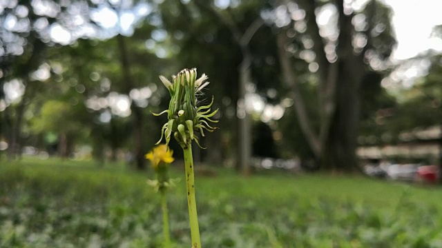 白色和黄色的蒲公英花蕾在风中轻轻摇曳视频素材