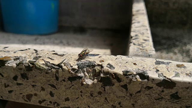 一只苍蝇栖息在一块古老的石滩上，一边擦着翅膀和身体视频素材