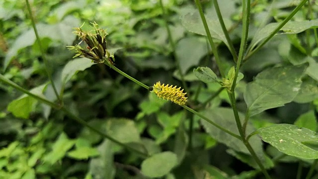 长有黑刺的黄色毛虫，行走在植物的茎上视频素材