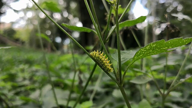 黄色的毛毛虫在植物的树枝上慢慢地走着视频素材