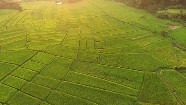 美丽的稻田景色视频素材