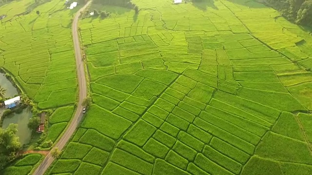 美丽的稻田景色视频素材