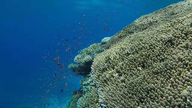 水下巨大的珊瑚礁视频素材