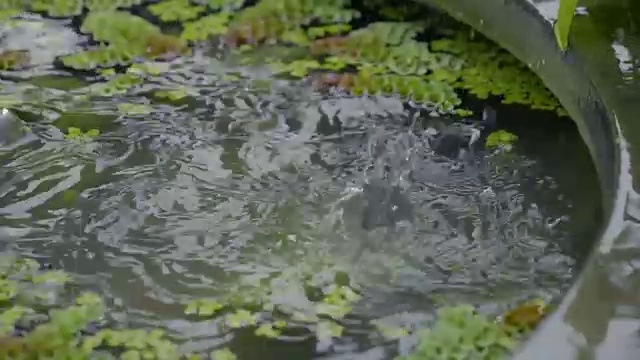 水滴落在水面上的SLO模。视频素材