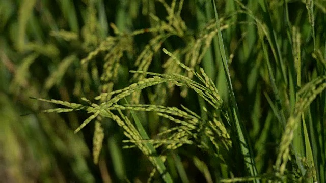 两张妇女用手触摸稻田里的稻谷或小麦的照片视频素材