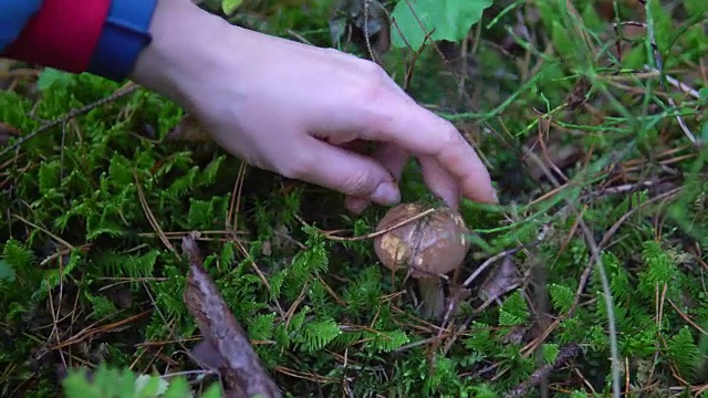 在山杨森林的苔藓中采集可食用的蘑菇视频素材