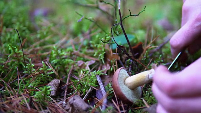 在山杨森林的苔藓中采集可食用的蘑菇视频素材