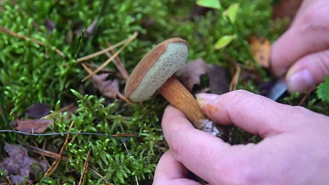 在山杨森林的苔藓中采集可食用的蘑菇视频素材