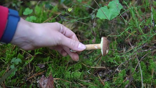 在山杨森林的苔藓中采集可食用的蘑菇视频素材