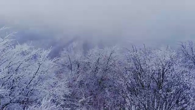 空中，飞翔在冰雪覆盖的雪山森林的荒野上。视频素材