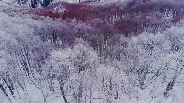 空中，飞翔在冰雪覆盖的雪山森林的荒野上。视频素材