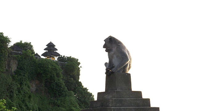 巴厘岛，一只猕猴坐在以乌鲁瓦图神庙为背景的墙上视频素材