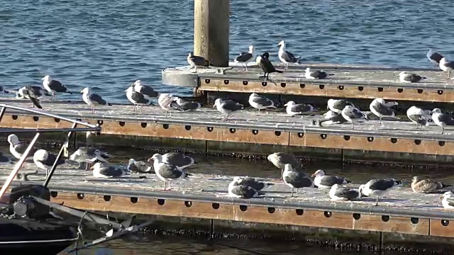 海鸥在海湾的码头上休息视频素材