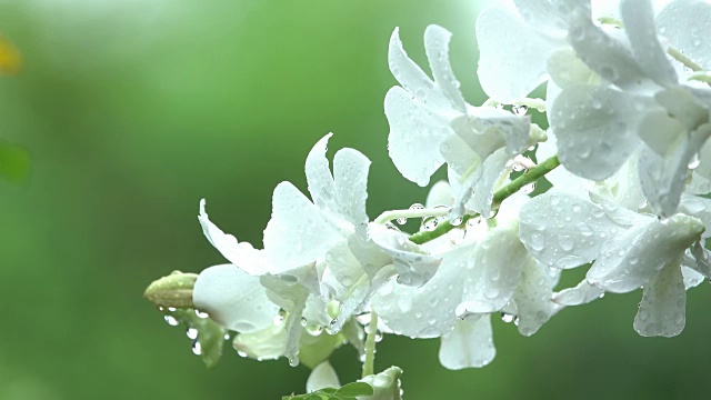 雨中的白兰视频素材