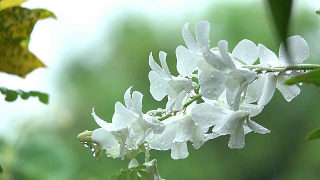 雨中的白兰视频素材