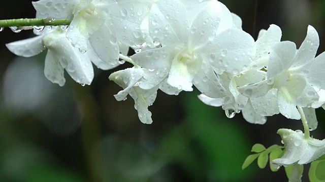 雨中的白兰视频素材