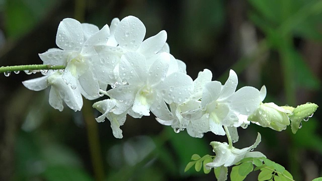 雨中的白兰视频素材