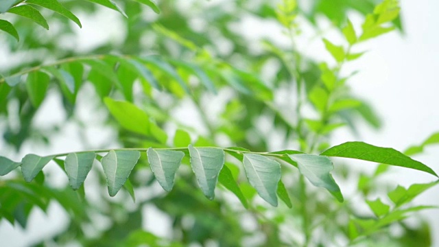 咖喱叶植物视频素材