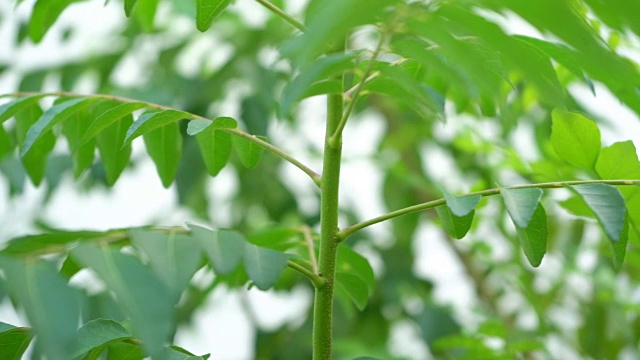 咖喱叶植物视频素材