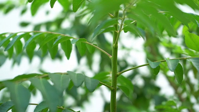 咖喱叶植物视频素材