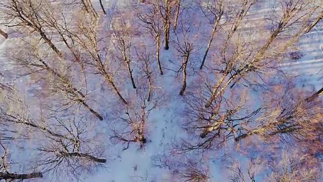 空中，飞翔在冰雪覆盖的雪山森林的荒野上。视频素材