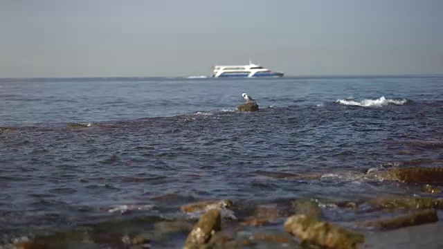 海鸥和渡船在海上视频素材