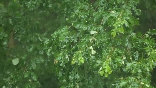 暴雨和狂风大作视频素材