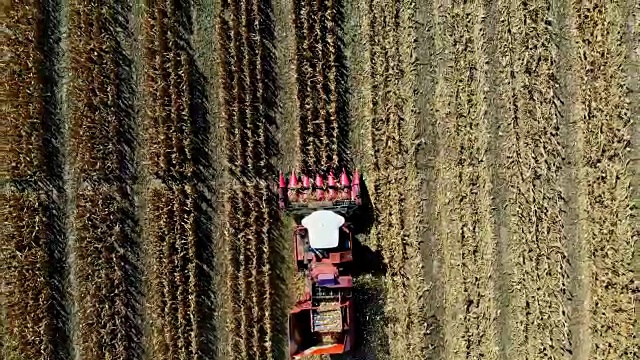 空中俯视图。联合收割机在初秋收获玉米田。过滤新鲜玉米的叶子和茎的大型红色拖拉机。空中农业视频素材