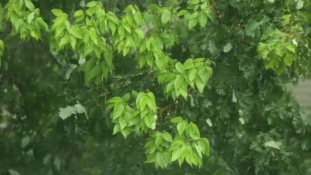 暴雨和狂风大作视频素材