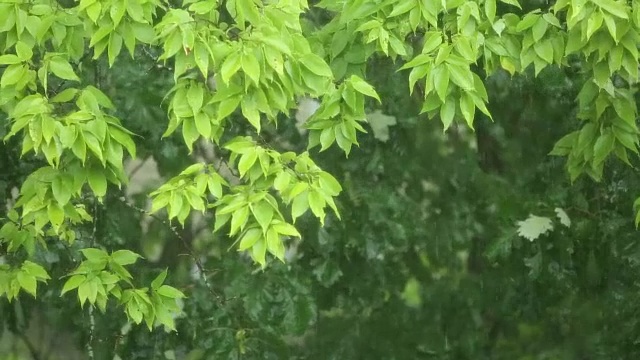 暴雨和狂风大作视频素材