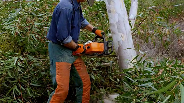 伐木工人在森林里砍伐树木视频素材