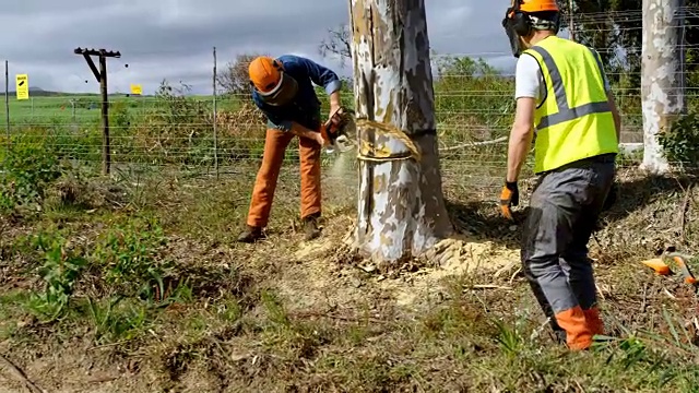 伐木工人正在砍伐森林里的树木视频素材