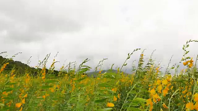 在暴风雨来临之前，大麻随风摇摆视频素材