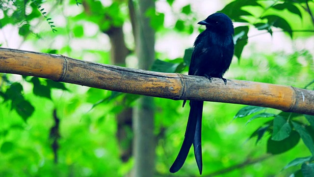 SongBird在竹视频素材