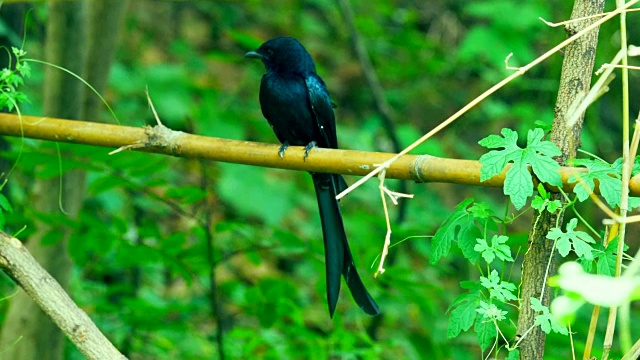 SongBird在竹视频素材