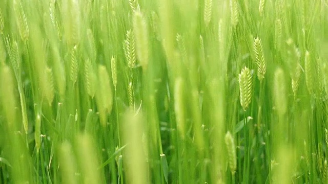 在济州岛的杭甬明，大麦迎风摆动在白天视频素材