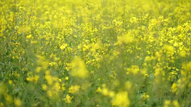 在济州岛的杭甬明，油菜花迎风飘扬在白天视频素材