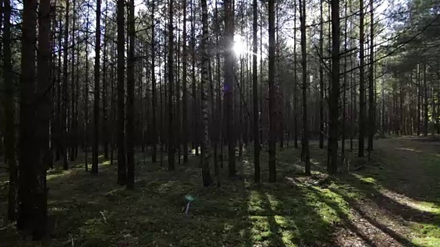 平稳地穿过深松树云杉森林POV拍摄阳光镜头光晕视频素材