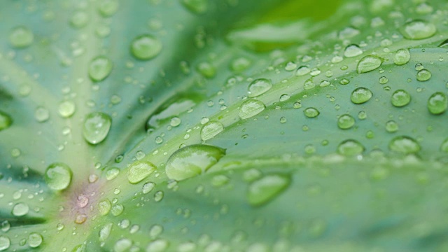 大自然的水滴在新鲜的树叶上，带着小雨的气氛视频素材