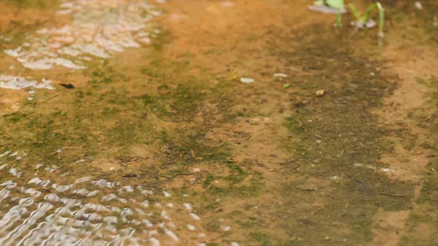 慢动作雨滴在淡水和自然的水视频素材