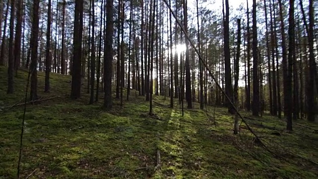 平稳地穿过深松云杉森林到阳光波夫拍摄视频素材