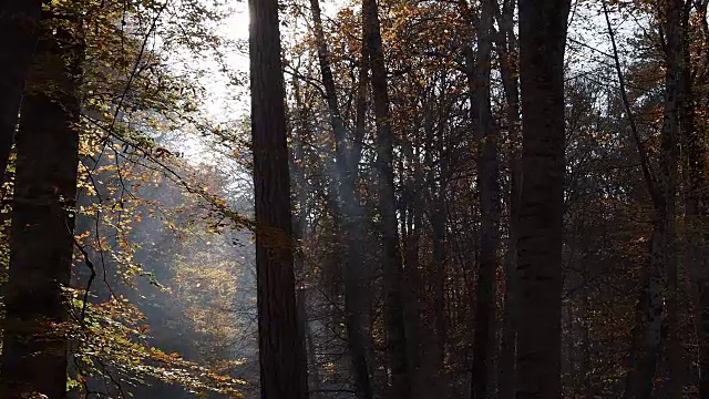 秋天树叶下降视频素材