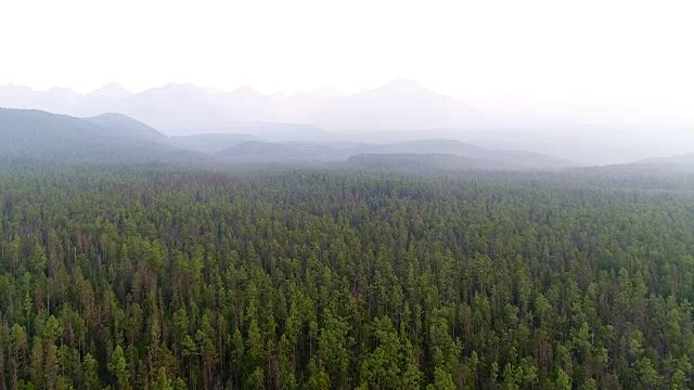 一架无人机在西伯利亚松林上空拍摄。夏日针叶林俯视图。早晨的雾。视频素材