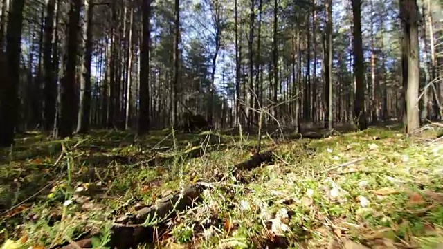 飞过青苔和草在深松云杉林在阳光的光束视频素材