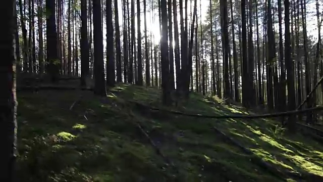 在太阳对面的松树云杉林中向山上移动视频素材