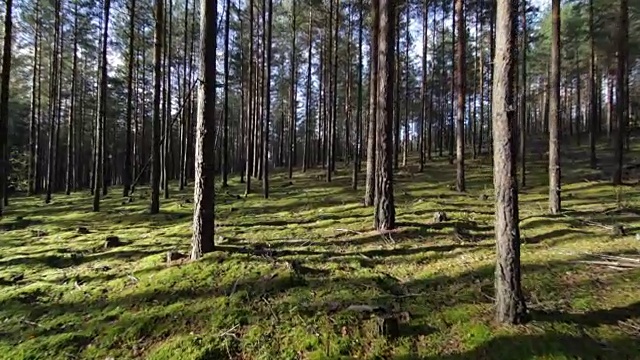 在阳光明媚的日子里，平稳地移动在稀疏的森林上的苔藓视频素材