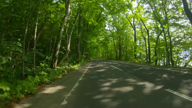 驾车穿过森林路视频素材