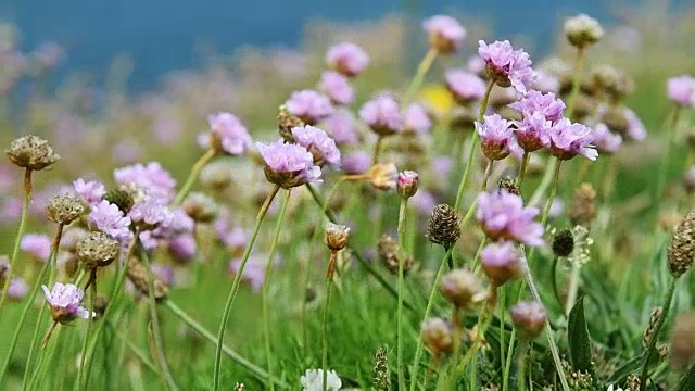 海风吹着海的节俭。视频素材