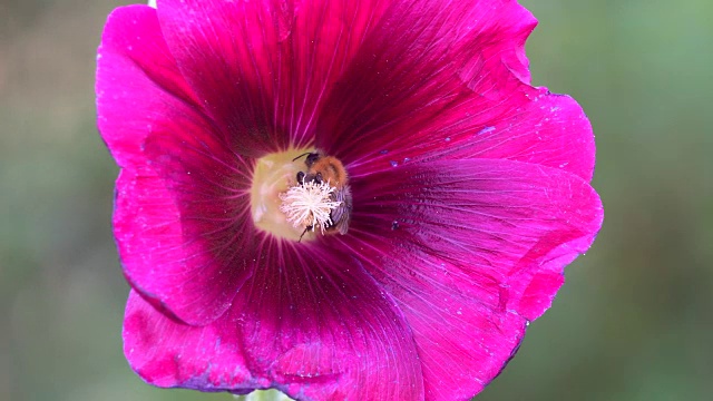 蜜蜂从锦葵上采集花粉视频素材