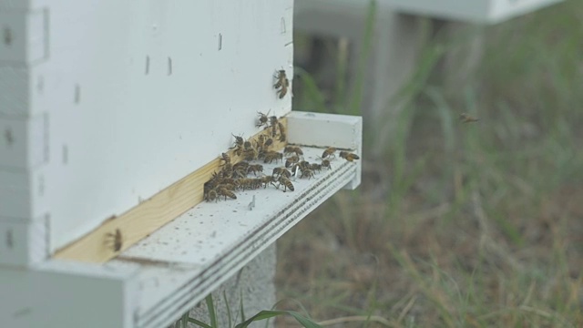 蜜蜂视频下载